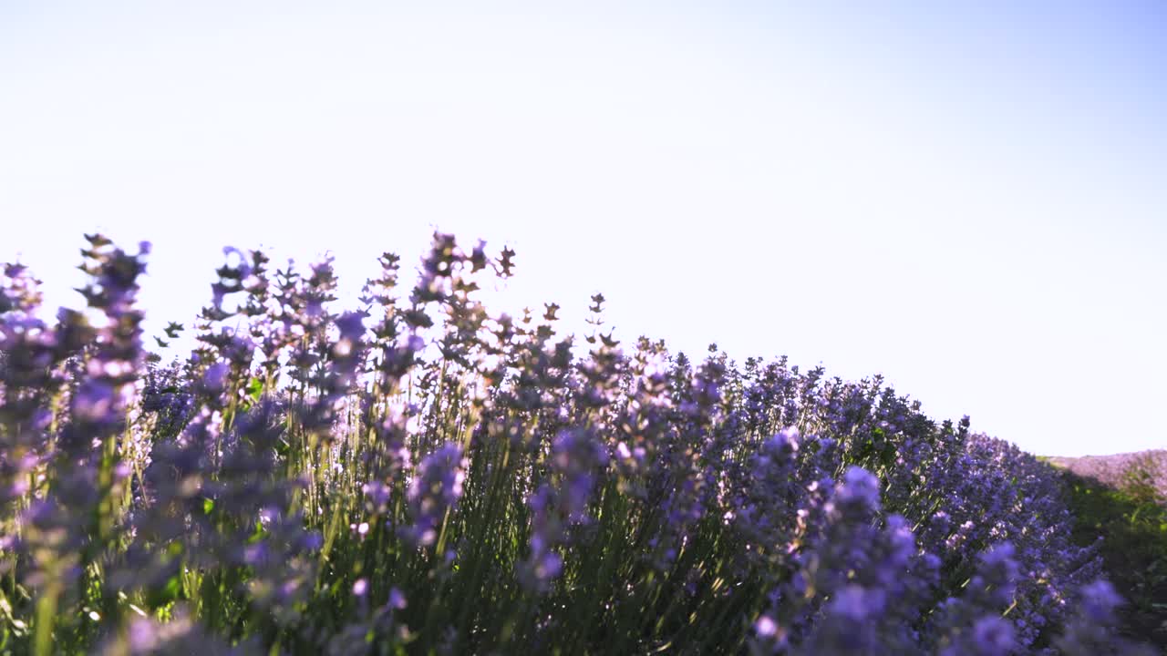 薰衣草花田视频素材