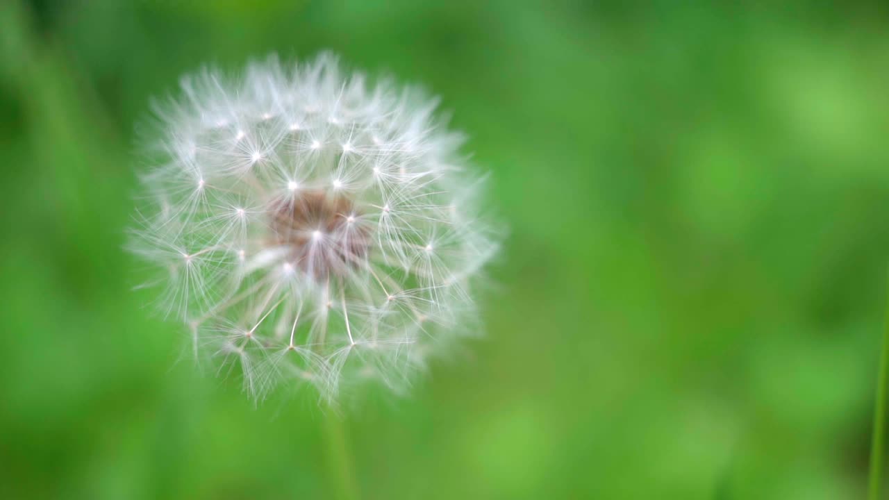 蒲公英在模糊的草地上是白色的绒毛。一个微妙的通风视频素材