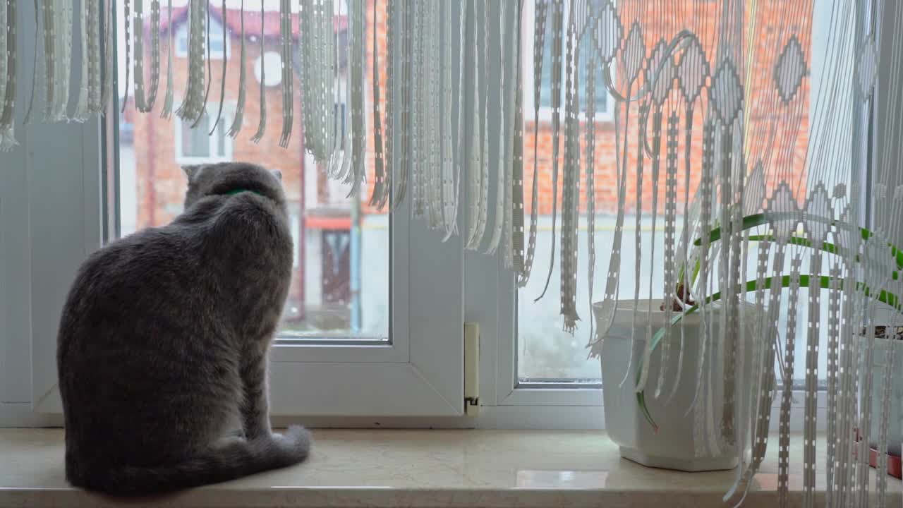 一只年轻的欧洲猫，坐在房子的窗台上，看着暴风雪和雪花。在圣诞节前。缓慢的运动。视频素材