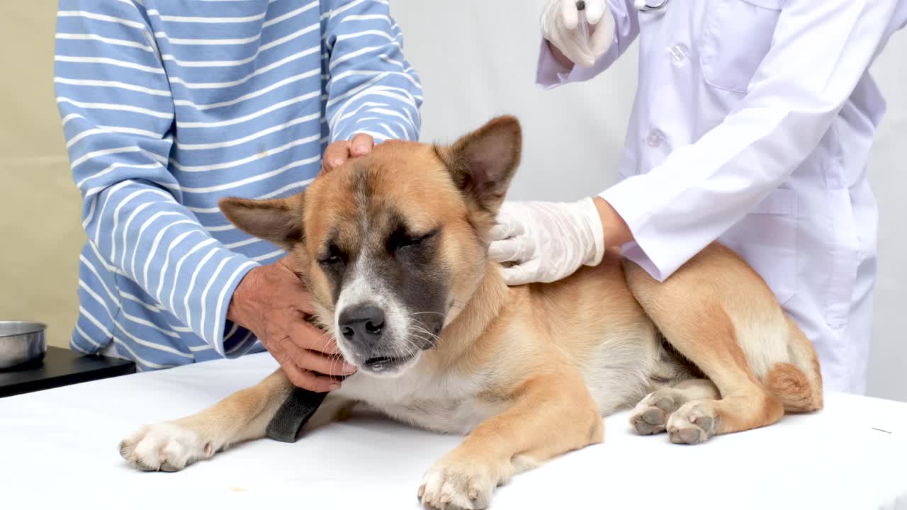 医生给一位老妇人的狗注射狂犬疫苗视频下载