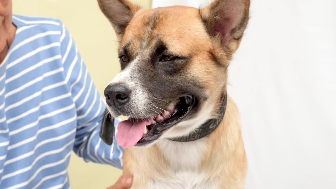 一位退休的老妇人带着一只比格犬，她的宠物朋友去看兽医视频下载