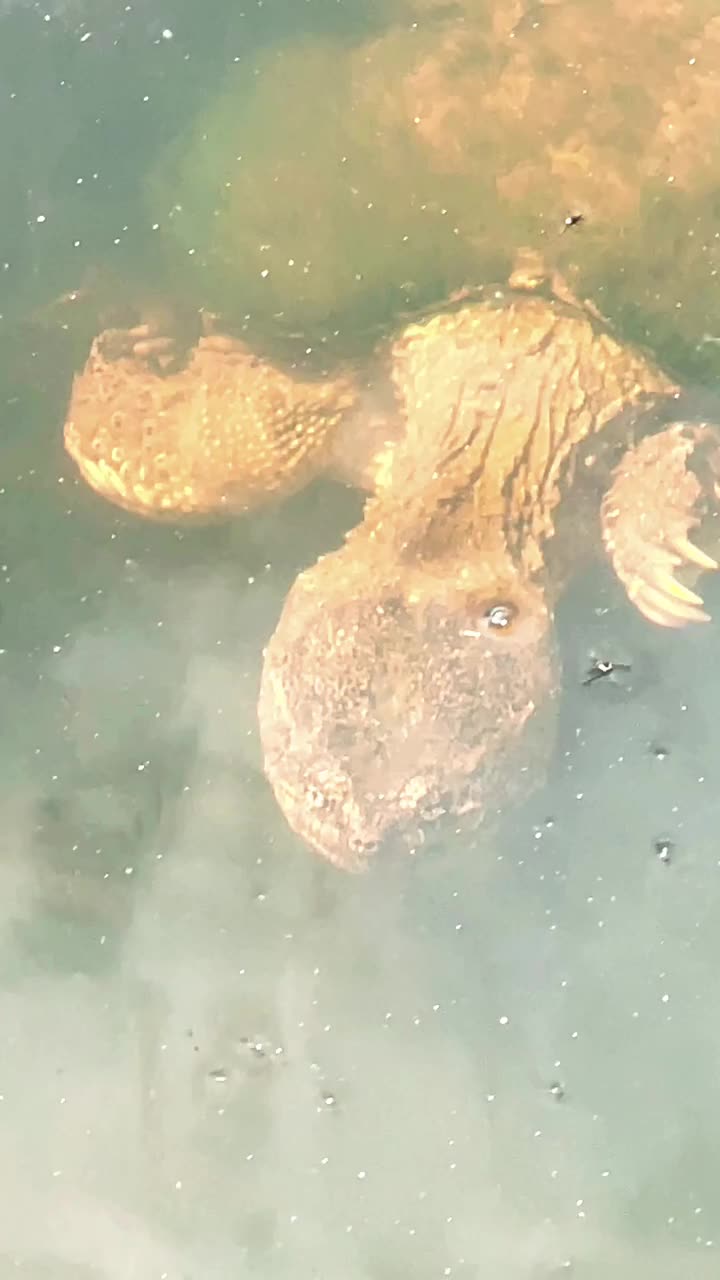 水下海龟游泳的观点视频下载