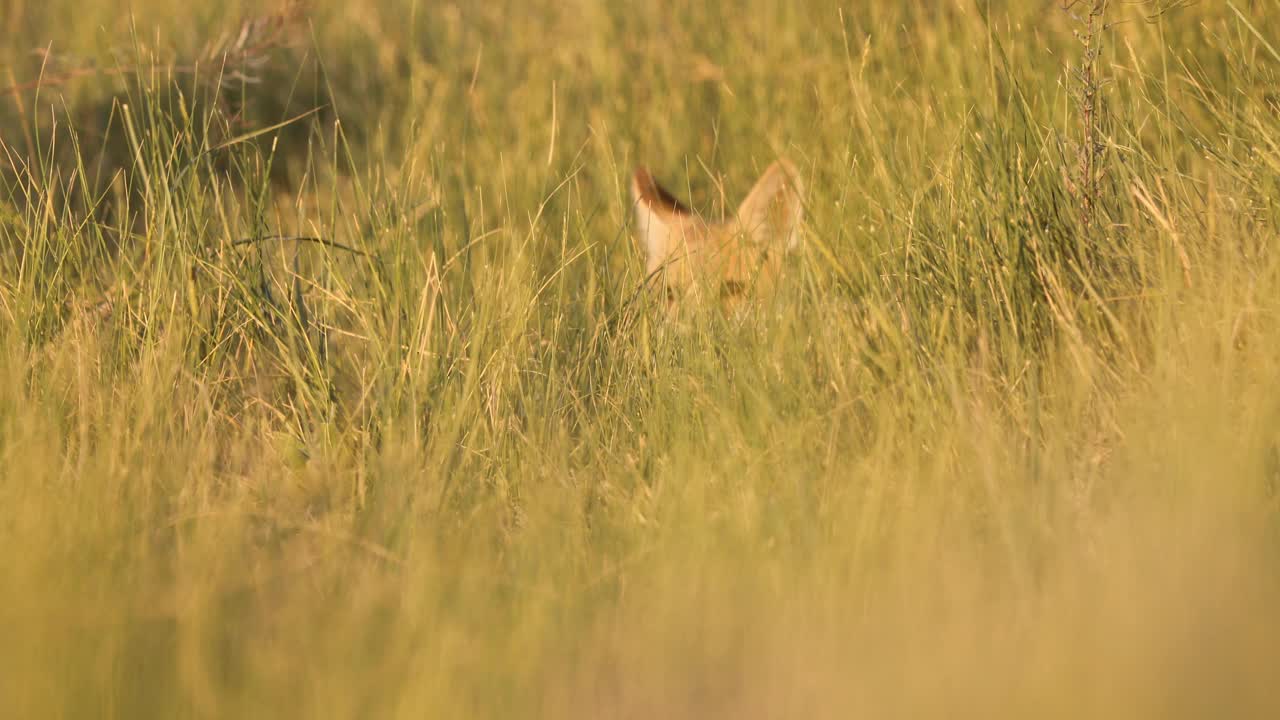 可爱的狐狸。绿色的自然背景。红狐狸。Vulpes Vulpes。视频下载