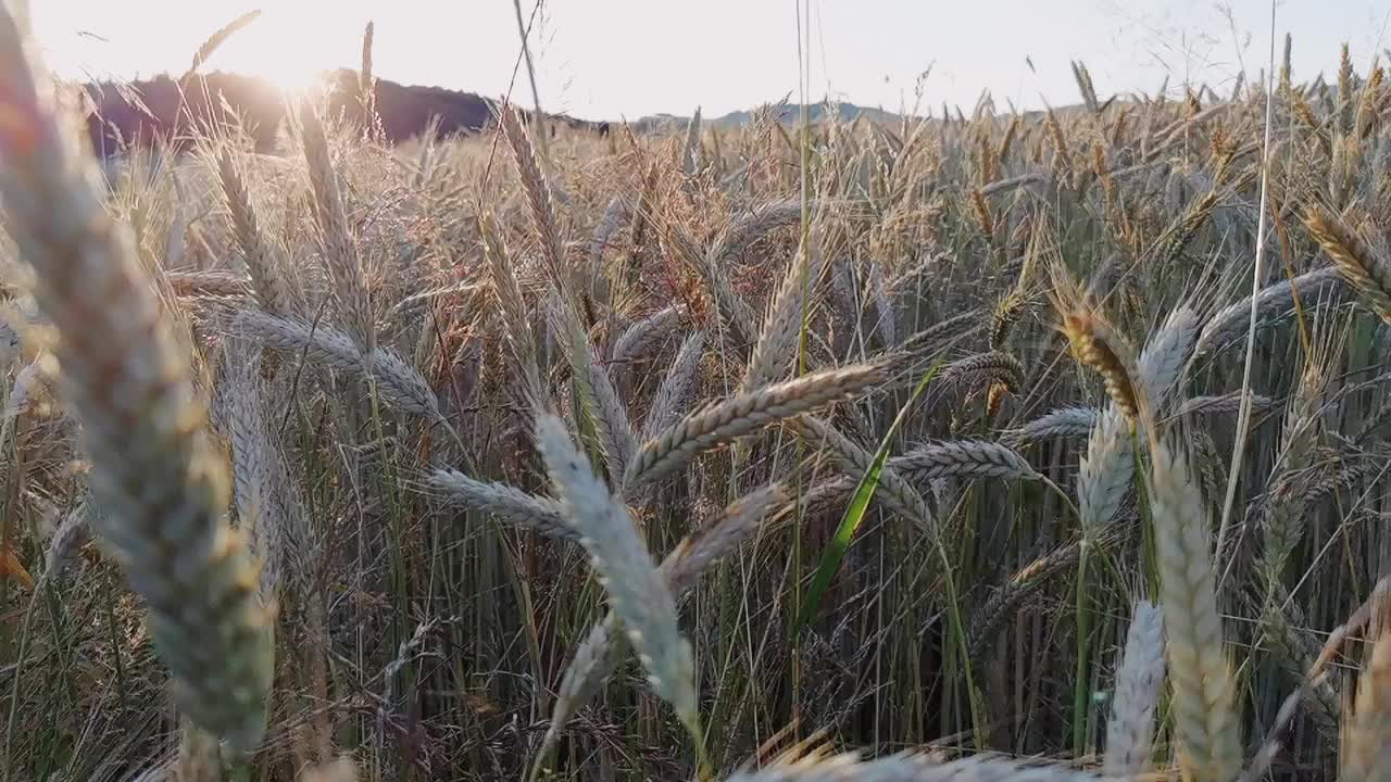 小麦作物视频下载