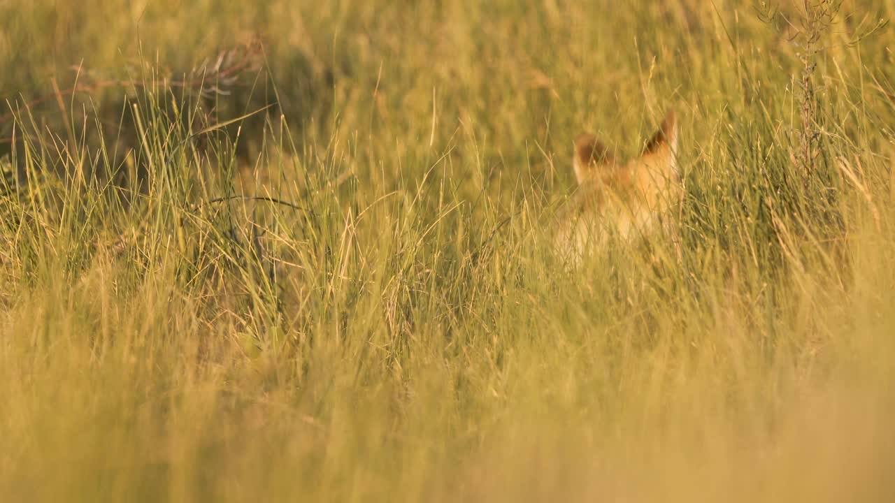 可爱的狐狸。绿色的自然背景。红狐狸。Vulpes Vulpes。视频下载