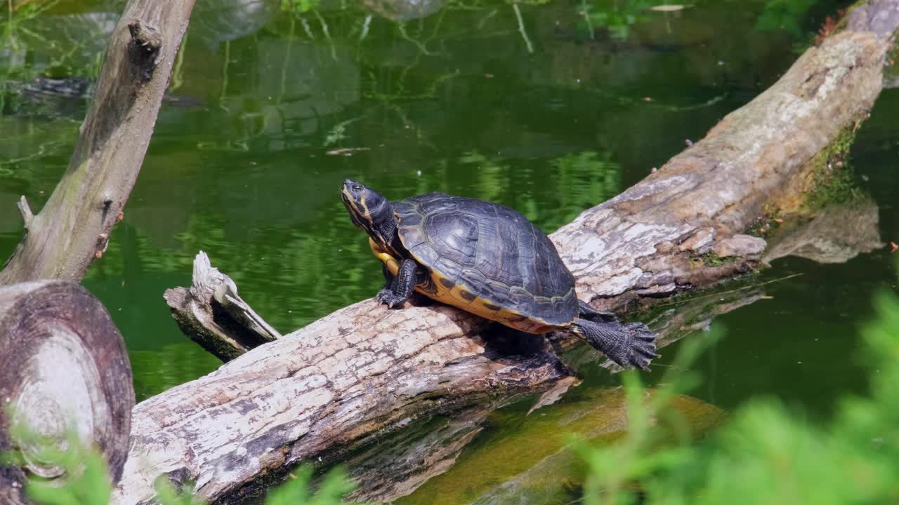 水龟坐在池塘里的树枝上视频素材