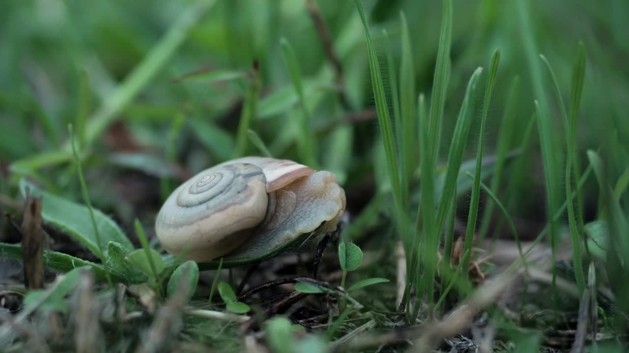 美丽的螺旋阿斯帕沙蜗牛慢慢打开她的棕色角爬行在夏天的绿树前下雨。森林缓慢的野生动物概念。享受你的生活，不要匆忙视频下载