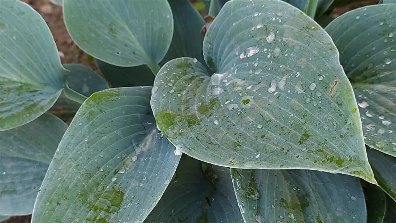 在花园里给一株绿色的玉簪浇水视频素材