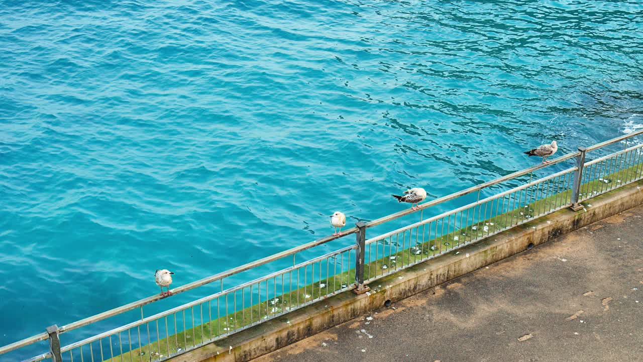 海鸥坐在海边住宅区的栏杆上，4K。视频素材