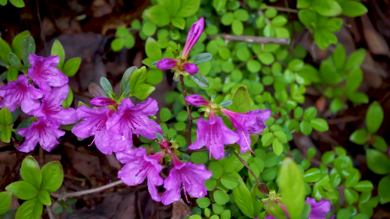 雨中摇曳的皇家杜鹃花/韩国视频素材