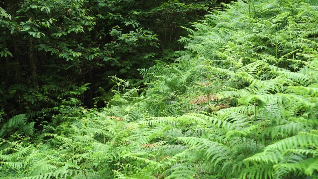 森林边缘的野生蕨类地。茂盛的树叶在风中摇曳视频素材