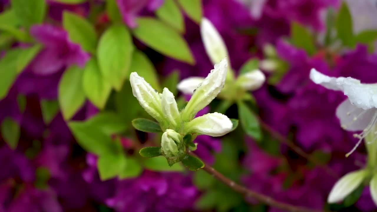 雨中摇曳的皇家杜鹃花花蕾/韩国视频素材