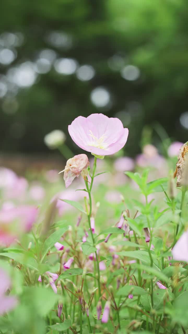 场旋花类视频素材