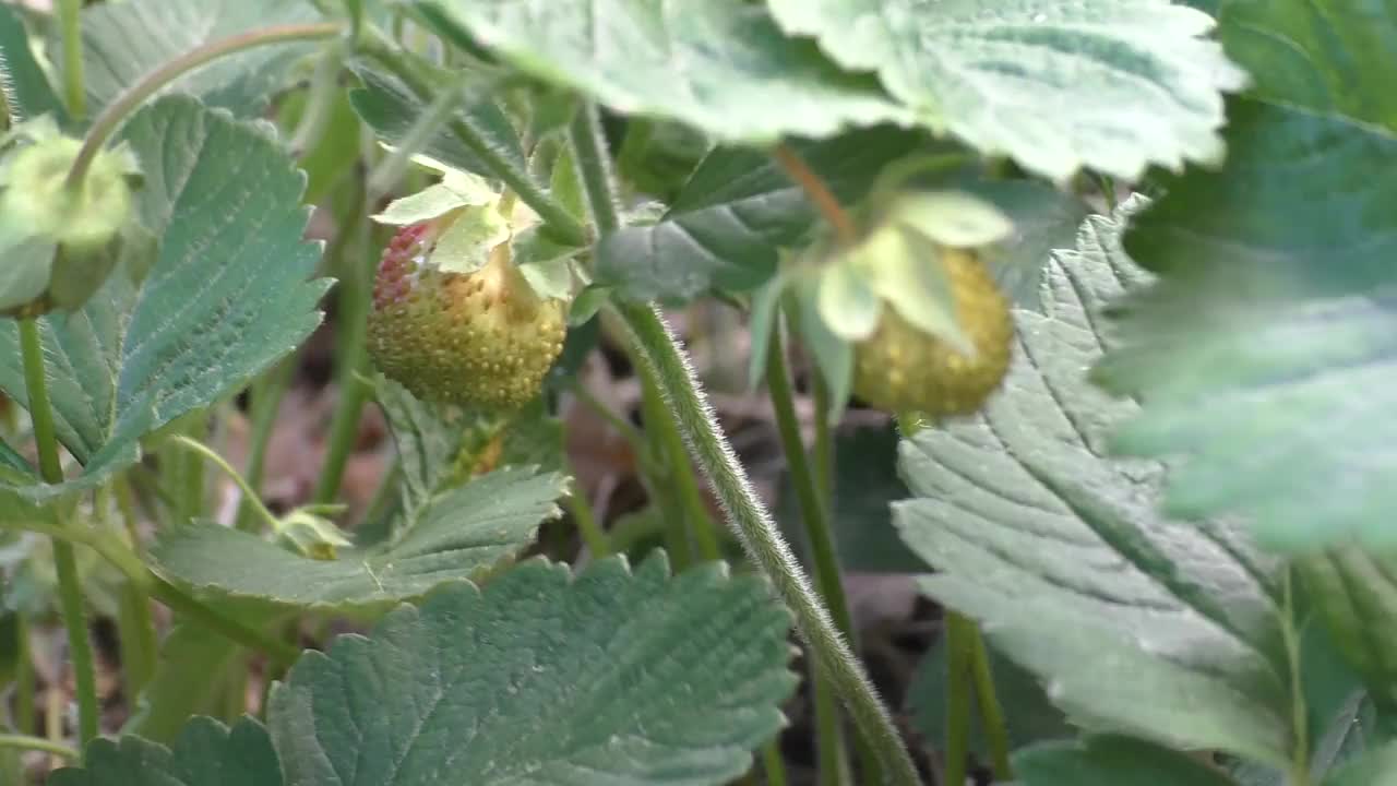 森林里第一批野草莓。之所以叫“野草莓”，是因为它成熟的果实紧贴地面视频素材