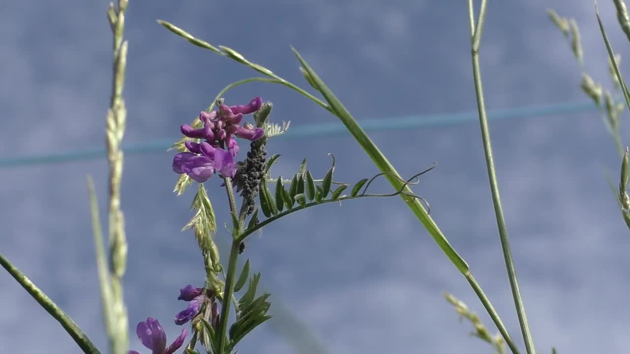 伊凡茶窄叶，或科波尔斯基茶(Chamaenérion angustifolium)是多年生草本植物。伊凡茶是一种口感和颜色都很好的饮料，具有强大的治疗作用。视频素材