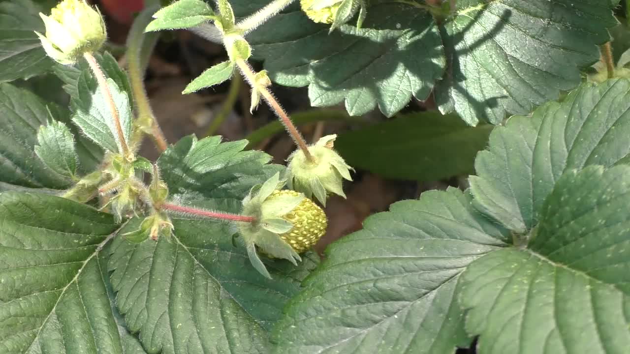 森林里第一批野草莓。之所以叫“野草莓”，是因为它成熟的果实紧贴地面视频素材