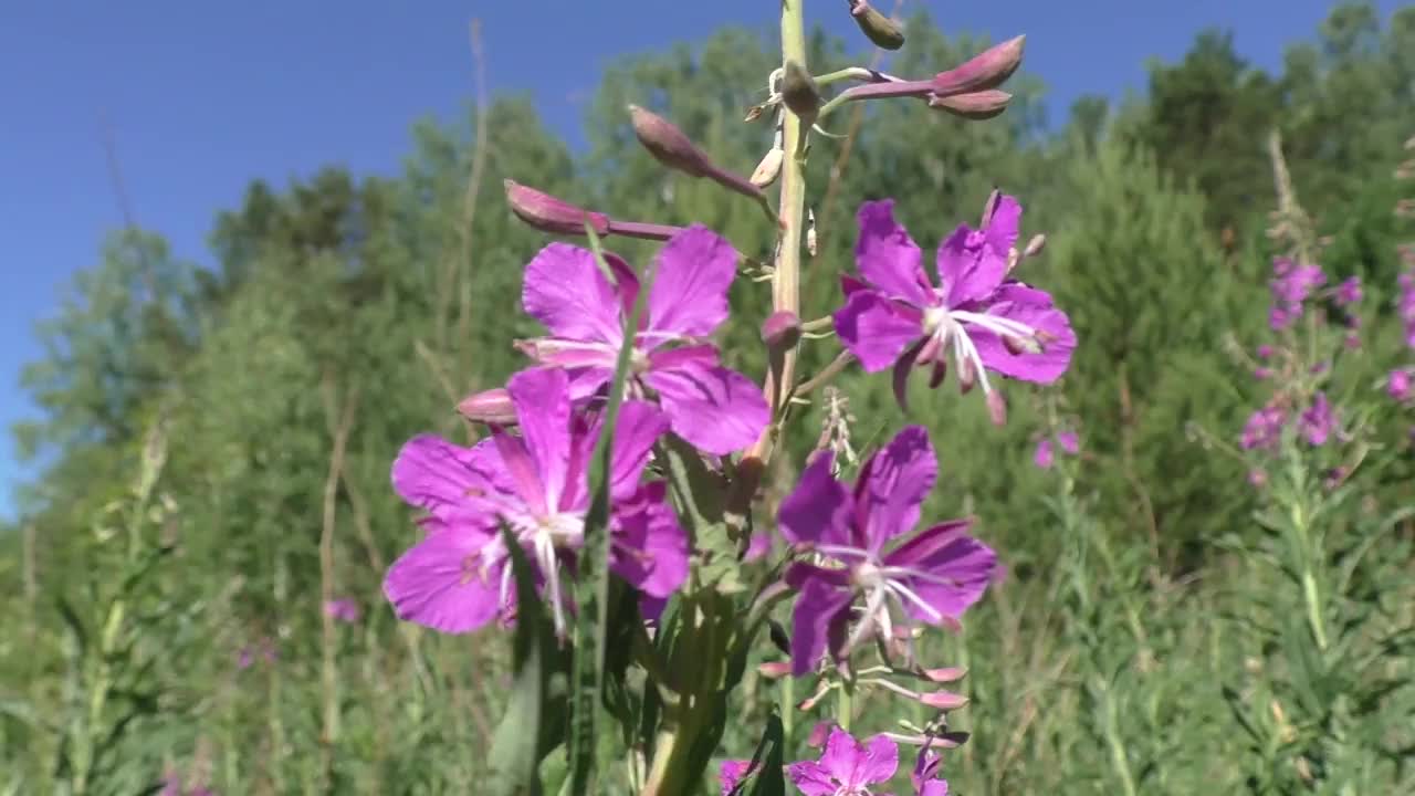 伊凡茶窄叶，或科波尔斯基茶(Chamaenérion angustifolium)是多年生草本植物。伊凡茶是一种口感和颜色都很好的饮料，具有强大的治疗作用。视频素材