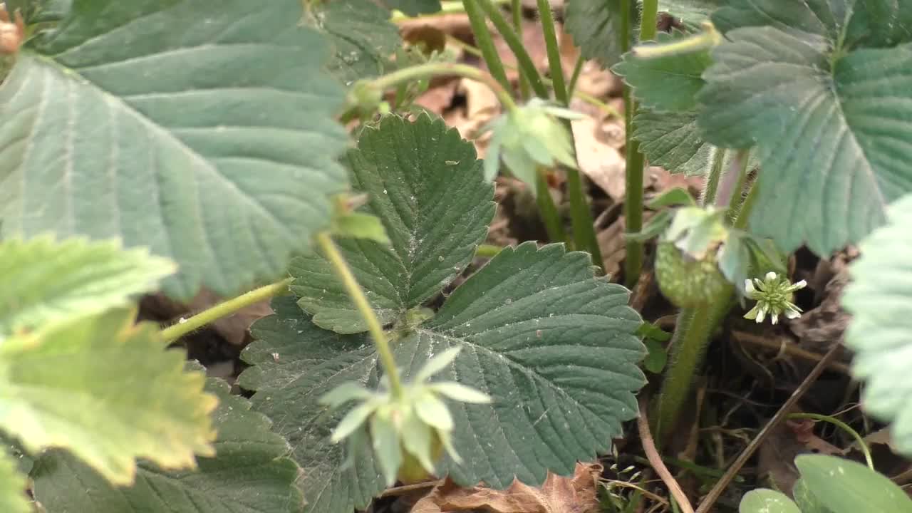 森林里第一批野草莓。之所以叫“野草莓”，是因为它成熟的果实紧贴地面视频素材