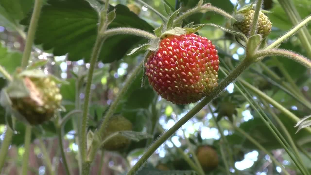 森林里第一批野草莓。之所以叫“野草莓”，是因为它成熟的果实紧贴地面视频素材