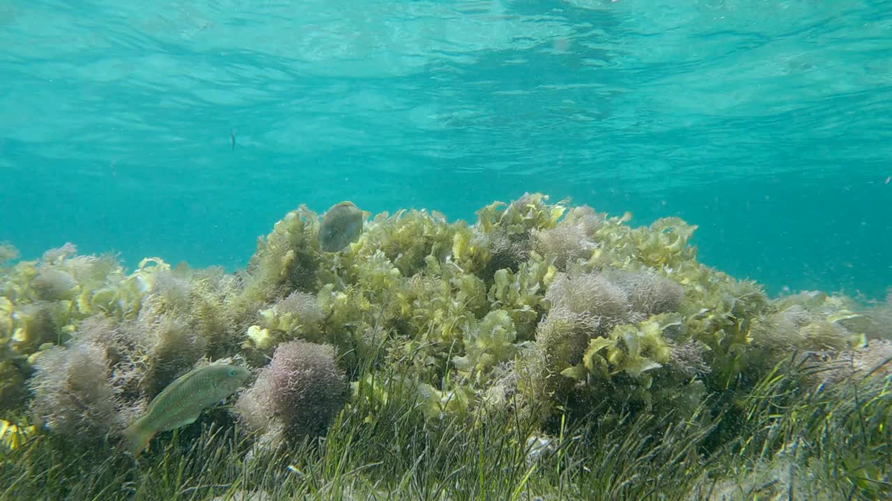 浅水区覆盖着藻类，以蓝色的水面为背景。褐藻(马尾藻sp.)、大叶藻(褐藻)和红藻(红藻)视频素材