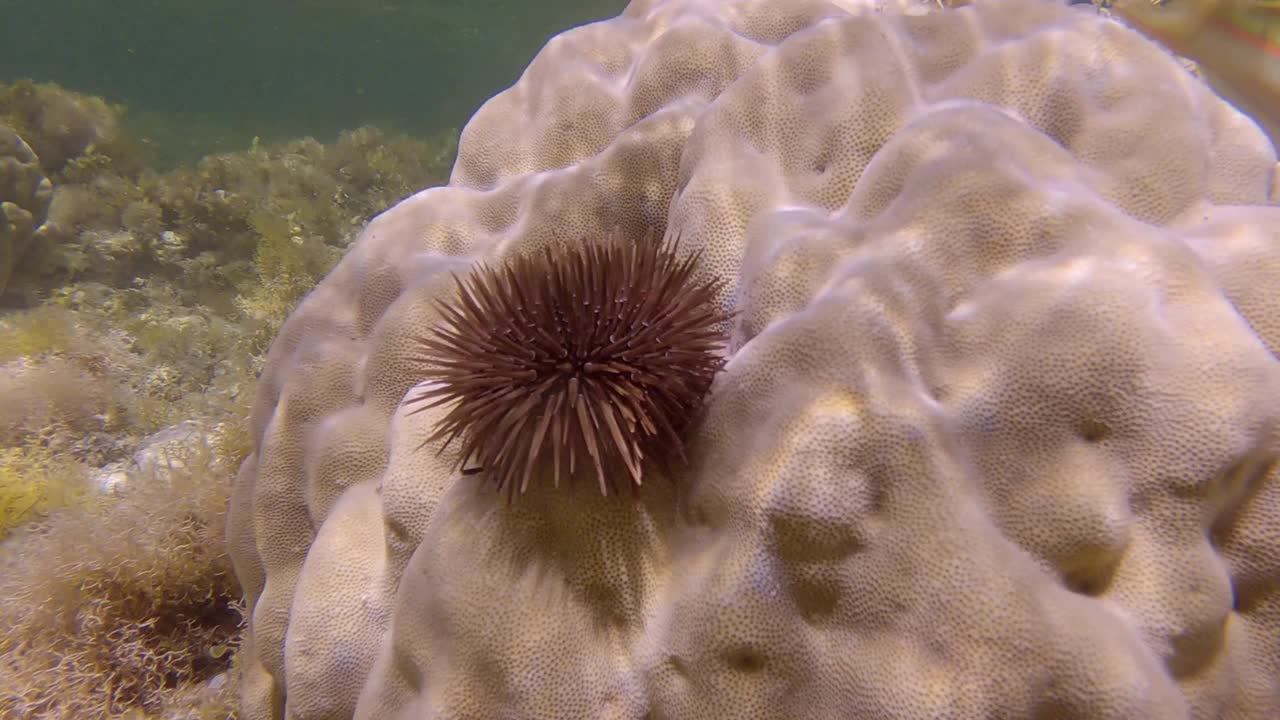 在珊瑚上爬行的海胆。钻洞海胆或钻岩海胆视频素材