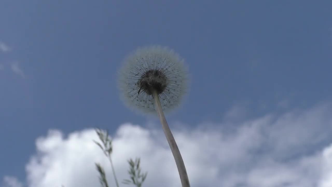 白色的蒲公英顶着蓝天。在蒲公英细长的壶嘴顶部，有许多降落伞，在它们的帮助下，蒲公英果实可以在气流中飞行很长时间视频素材