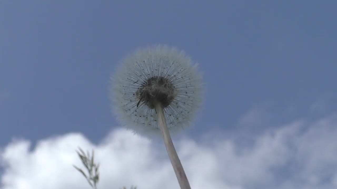 白色的蒲公英顶着蓝天。在蒲公英细长的壶嘴顶部，有许多降落伞，在它们的帮助下，蒲公英果实可以在气流中飞行很长时间视频素材