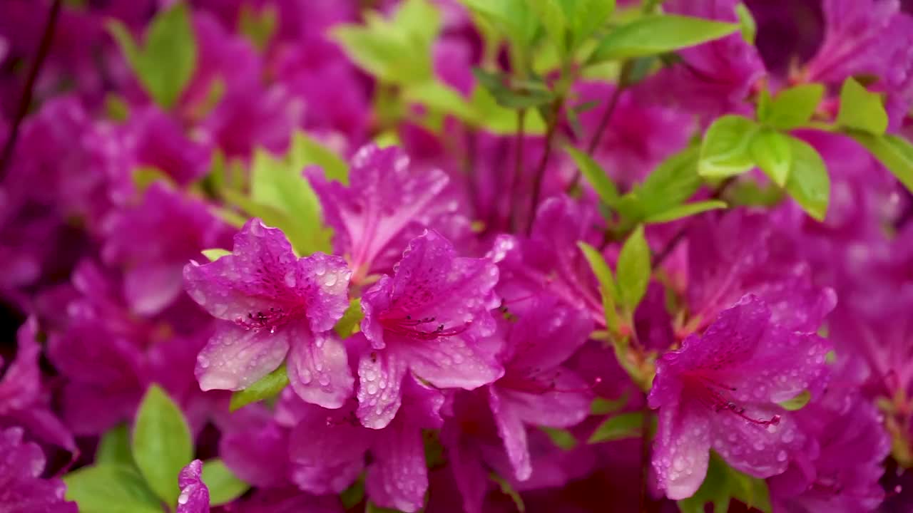 雨中摇曳的皇家杜鹃花/韩国视频素材