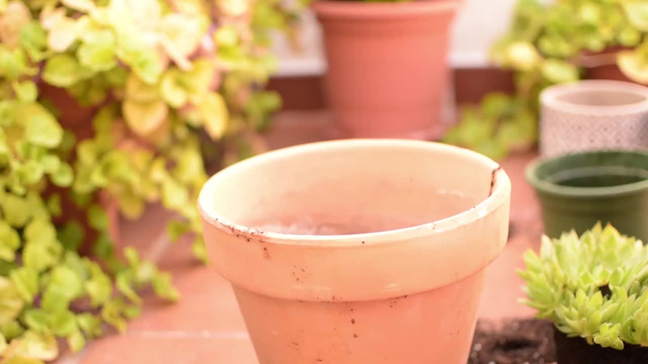 一位妇女在她房子的花园里移植一株植物。视频下载