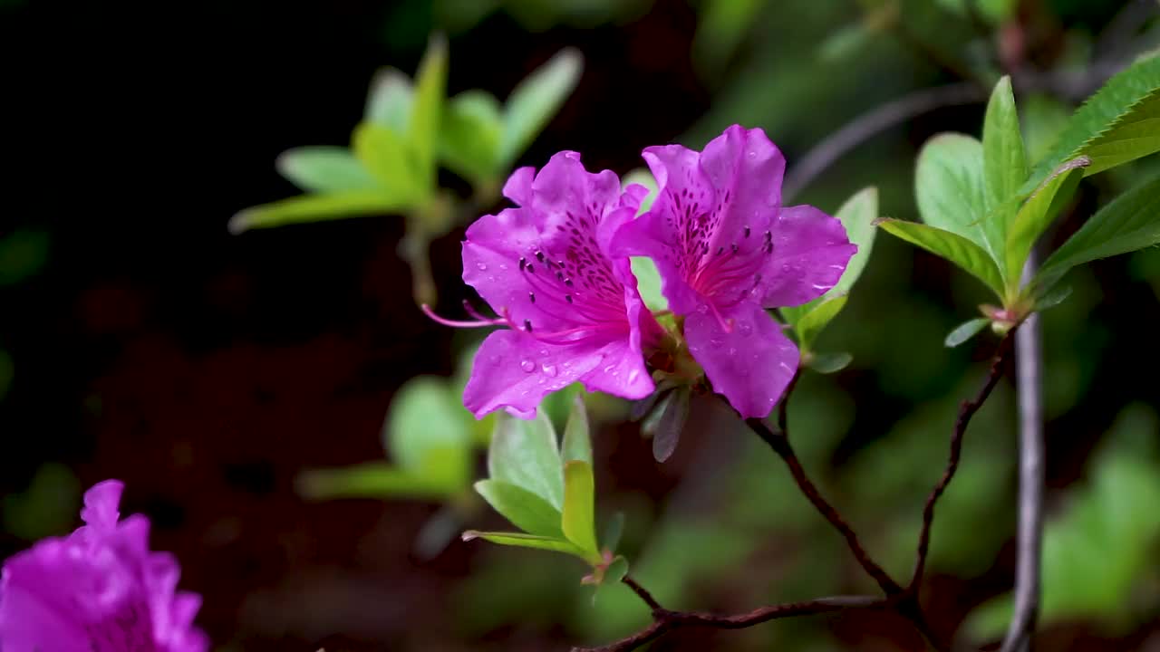 雨中摇曳的皇家杜鹃花/韩国视频素材