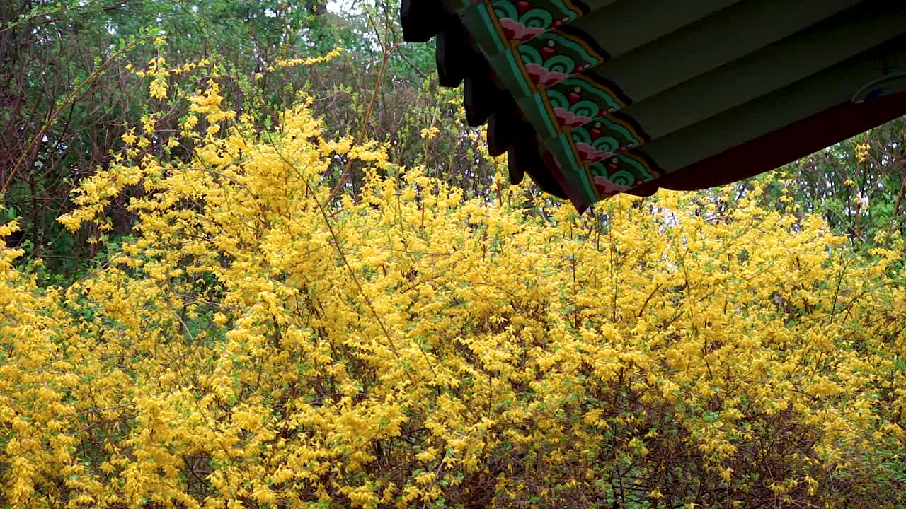 丹青和雨天的昌德宫连翘/韩国首尔钟路区视频素材