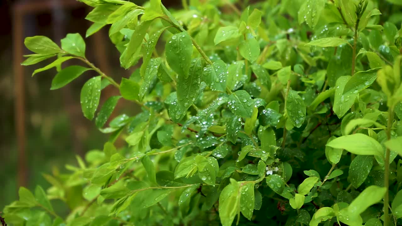 树叶在雨中摇摆/韩国视频素材