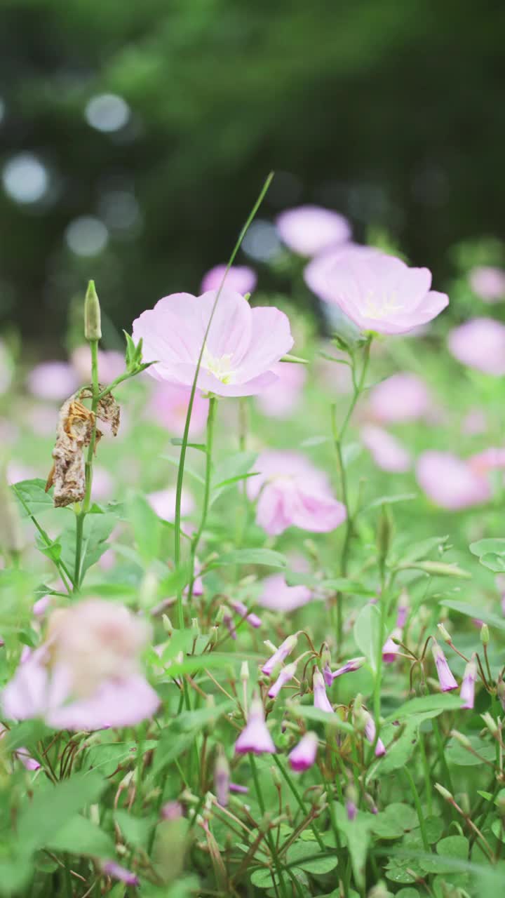 场旋花类视频素材