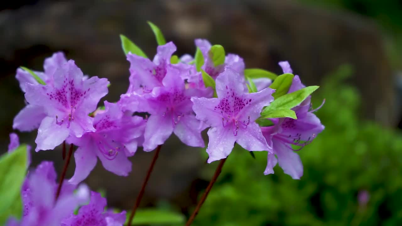 雨中摇曳的皇家杜鹃花/韩国视频素材