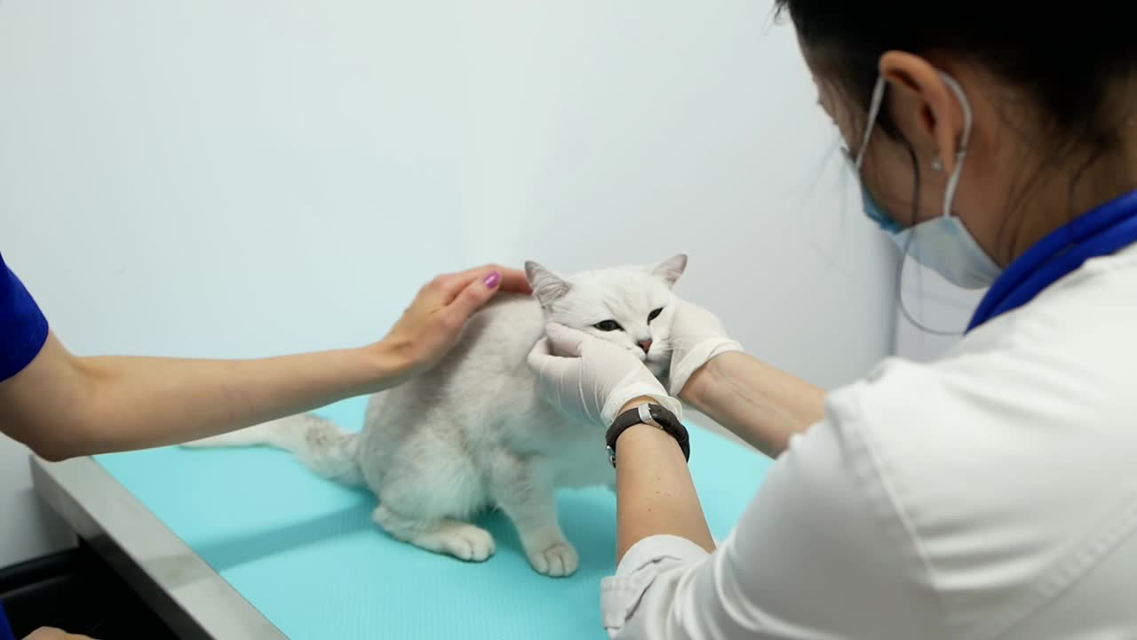 宠物医生在宠物诊所检查一只生病的猫视频素材