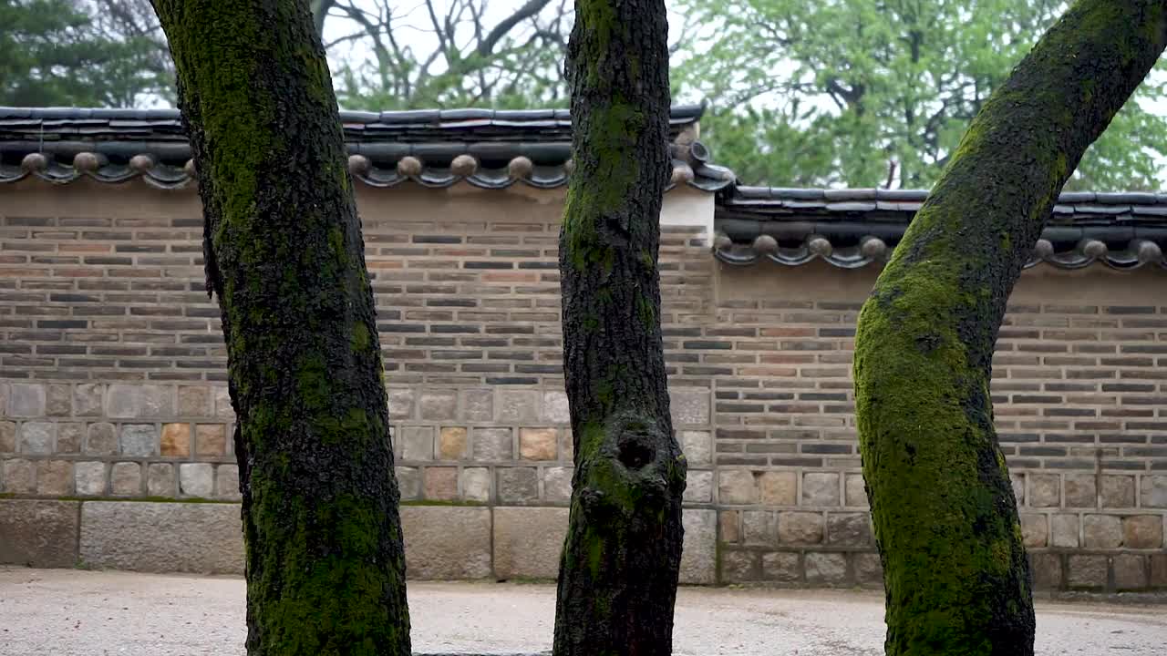 雨天昌德宫的墙和古树/韩国首尔钟路区视频素材