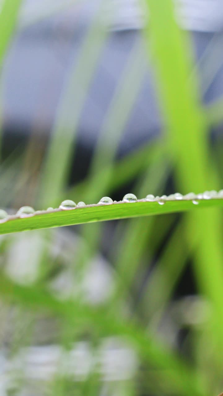 雨落在绿叶上视频素材