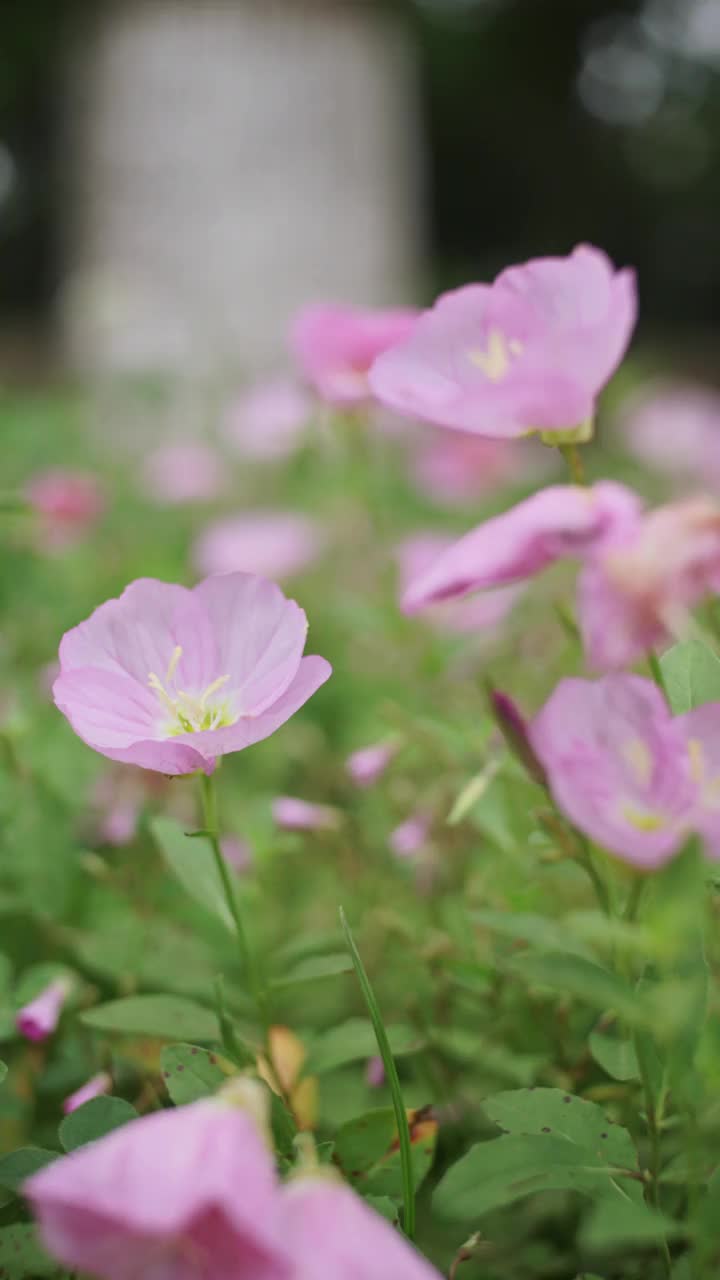 场旋花类视频素材