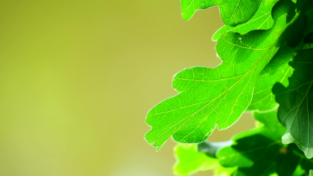 橡树上。橡树上的绿叶在风中摇摆视频素材