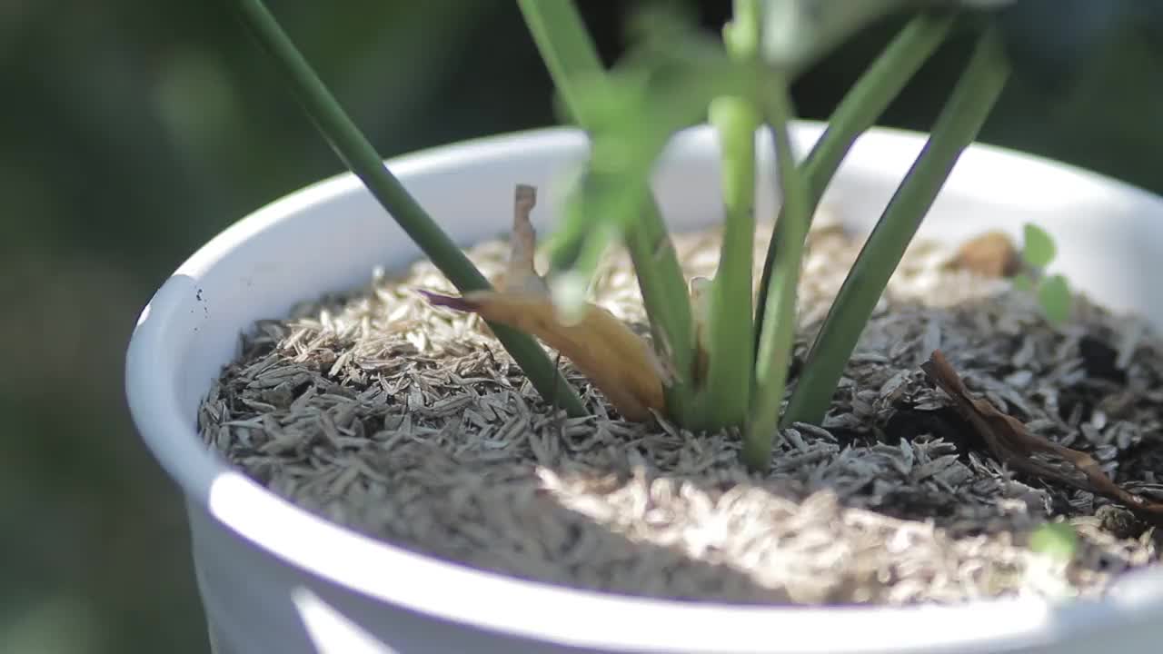 在后院的白色花盆上种着黄花菜。热带室内植物素材。视频素材