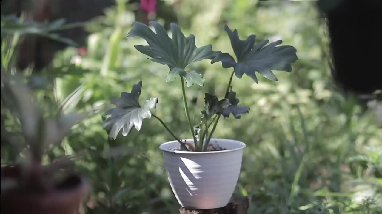 在后院的白色花盆上种着黄花菜。热带室内植物素材。视频素材