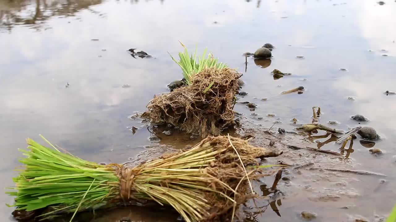 稻苗已经可以播种了视频素材