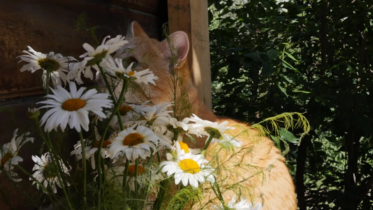 姜斑猫坐在白色雏菊花和木墙旁边。猫上下看了看。特写,慢动作。视频素材