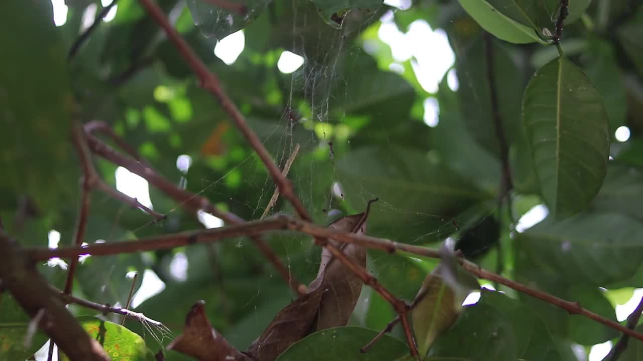 花园里有蜘蛛网视频素材