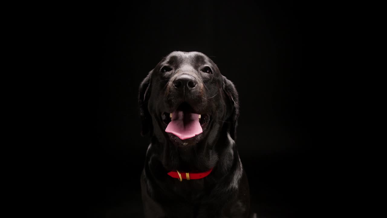 黑色的拉布拉多犬戴着红色的项圈，黑色的背景，特写的黑色猎犬与张开的嘴和舌头。在摄影棚拍摄可爱的家养宠物视频素材