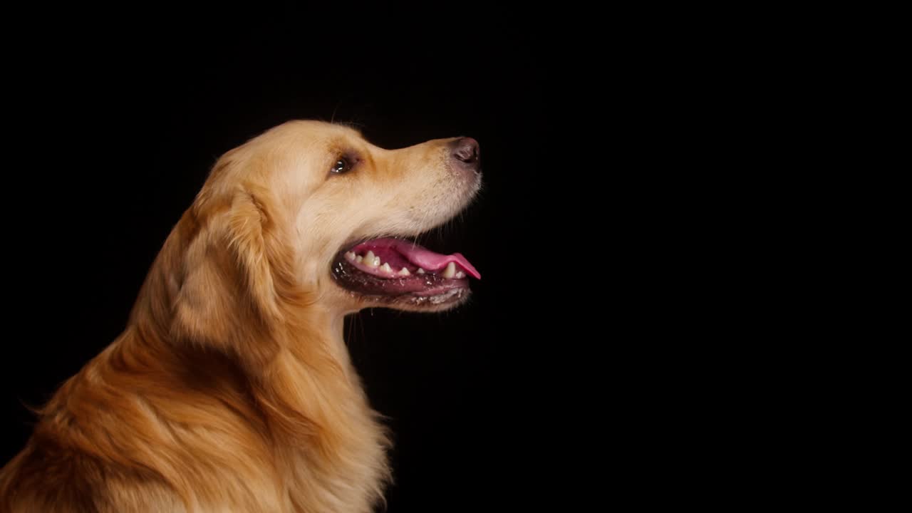 金色的寻回犬在黑色的背景下捕捉橙色的球，金色的拉布拉多犬在执行一个命令，张开嘴呼吸，并靠近舌头。在摄影棚拍摄训练有素的家养宠物视频素材