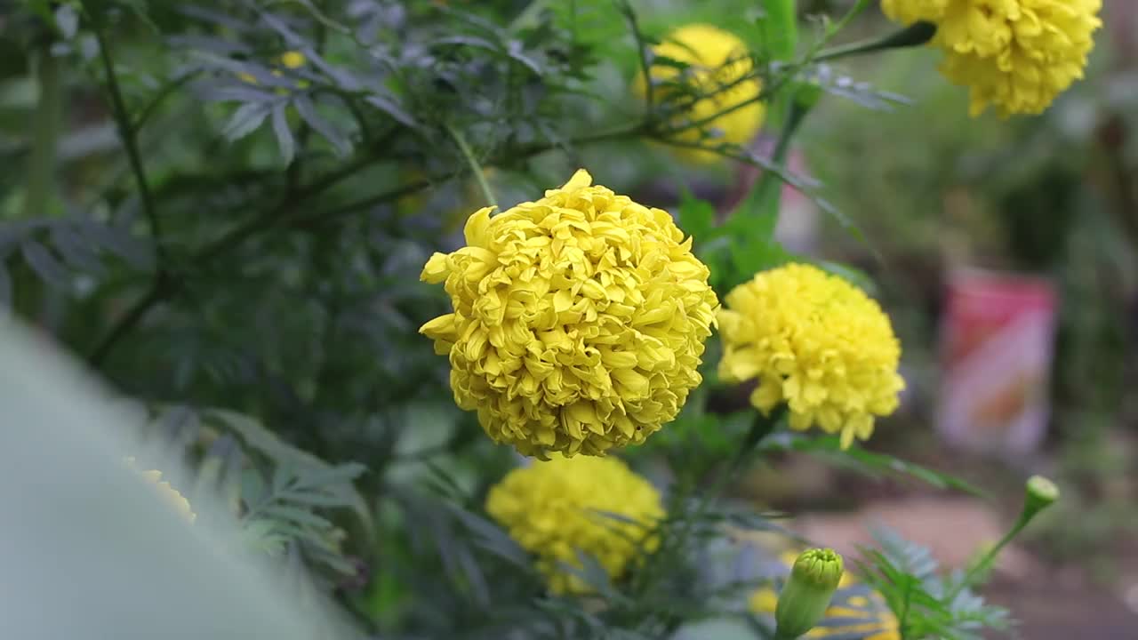 美丽的黄叶万寿菊在花园里盛开。黄花料进尺视频素材