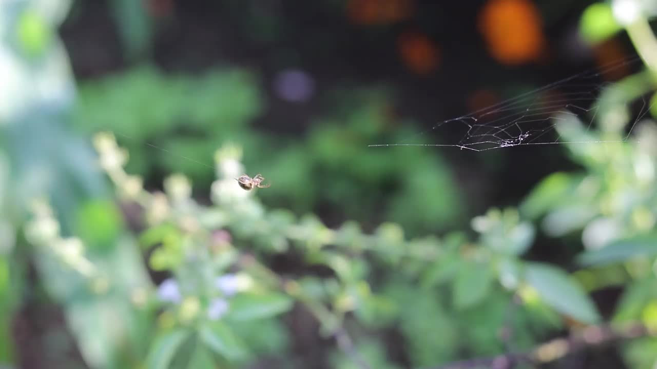 小蜘蛛在花园里织蜘蛛网视频素材