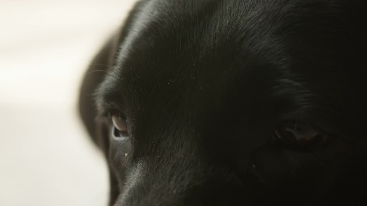 黑色拉布拉多的头，近距离拍摄的黑色猎犬与棕色眼睛看着相机。在摄影棚拍摄家养宠物视频素材