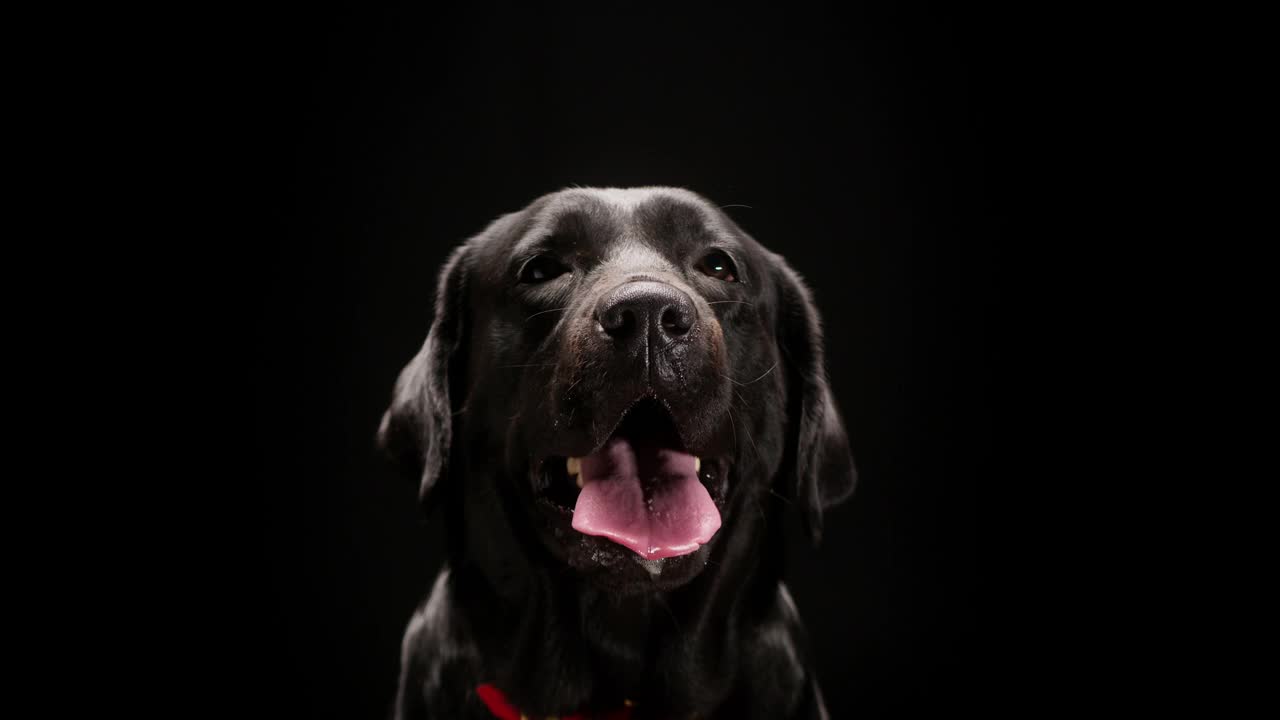 黑色的拉布拉多的口吻在黑色的背景，特写的黑色猎犬与张开的嘴看在相机。在摄影棚拍摄家养宠物视频素材